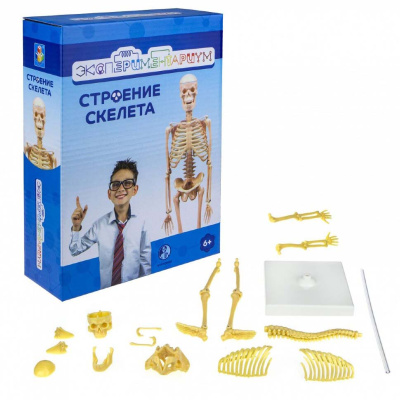 Набор Строение скелета Экспериментариум 1toy Т17574